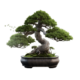 Logo bonsai-kunst