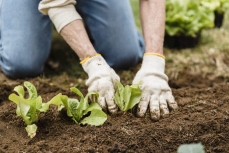 Optimisez la Santé du Sol : Conseils d’Aménagement de Jardin Éclairés