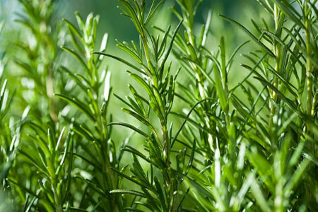 Les plantes aromatiques à cultiver dans votre cuisine