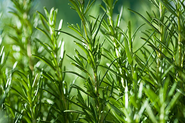 Lire la suite à propos de l’article Les plantes aromatiques à cultiver dans votre cuisine