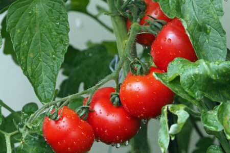 Comment réussir la culture des tomates ?