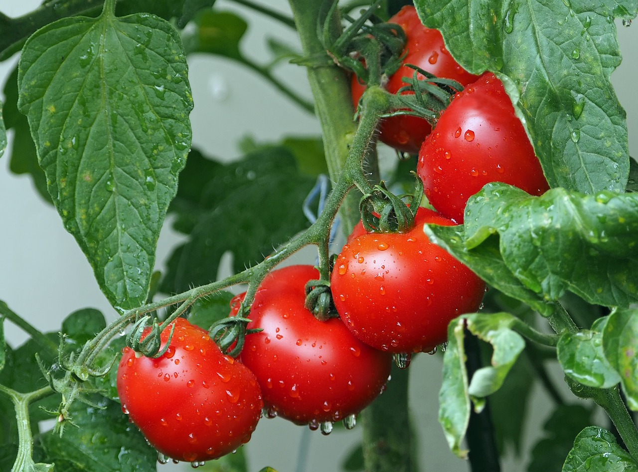 Lire la suite à propos de l’article Comment réussir la culture des tomates ?