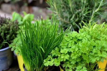 Créer un Jardin d’Herbes Aromatiques : Guide Complet